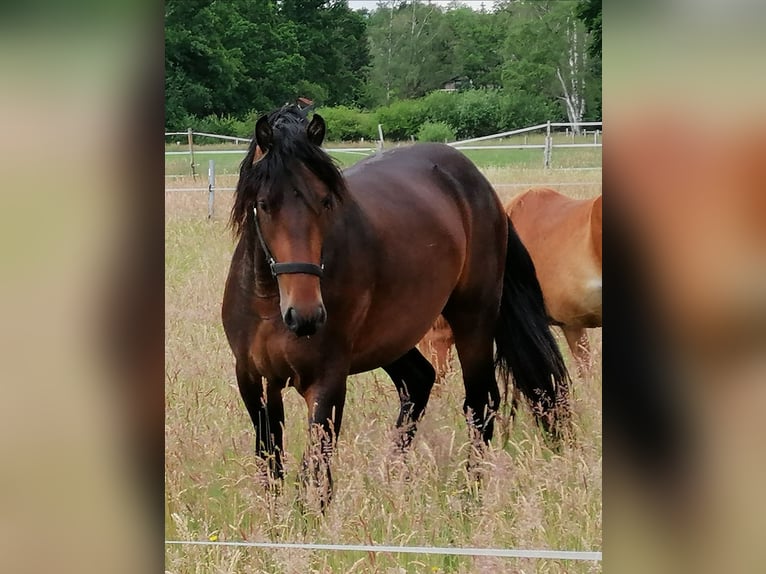 Baroque Pinto Mix Stallion 8 years 16 hh Brown in Celle