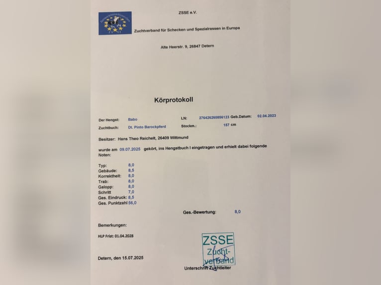 Baroque Pinto Stallion Black in Wittmund