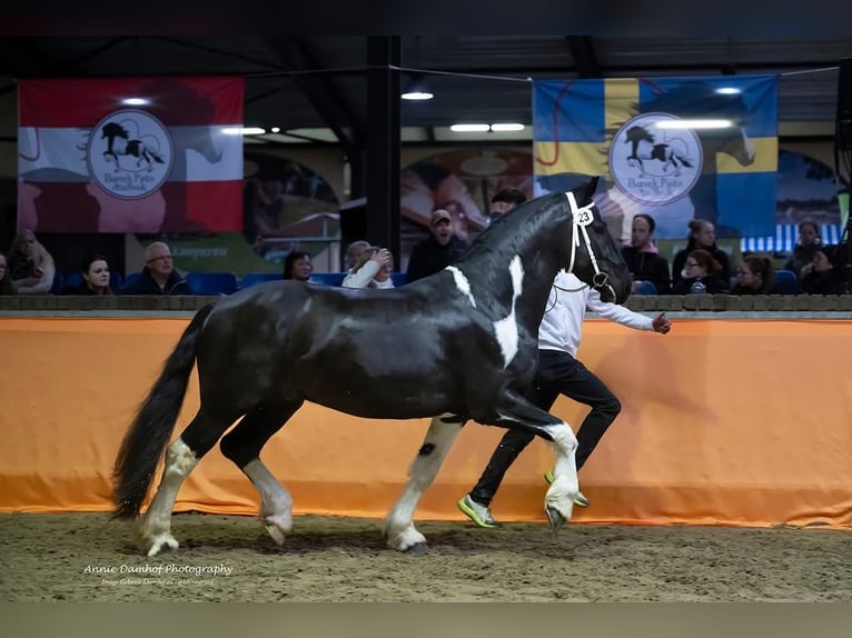 Baroque Pinto Stallion in Ossenzijl