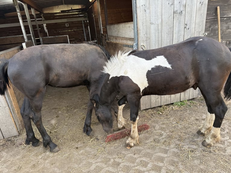 Baroque Pinto Stallion Foal (01/2025) 15,1 hh Pinto in Osterhofen