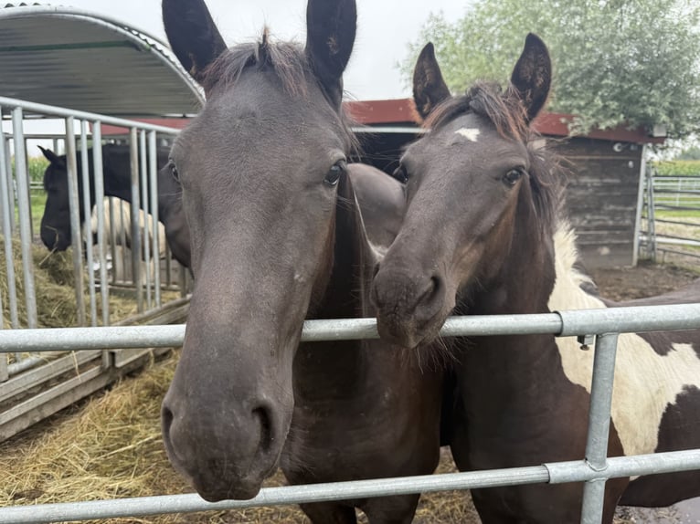 Baroque Pinto Stallion Foal (01/2025) 15,1 hh Pinto in Osterhofen