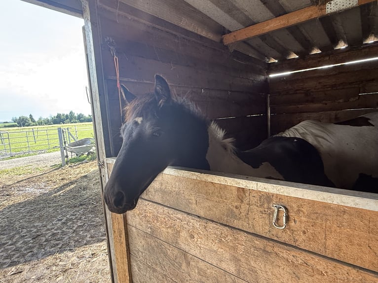 Baroque Pinto Stallion Foal (01/2025) 15,1 hh Pinto in Osterhofen