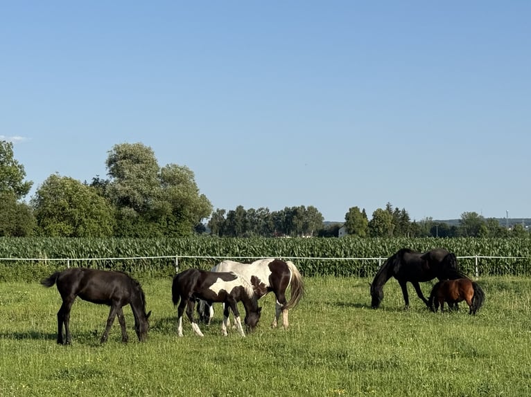 Baroque Pinto Stallion Foal (01/2025) 15,1 hh Pinto in Osterhofen