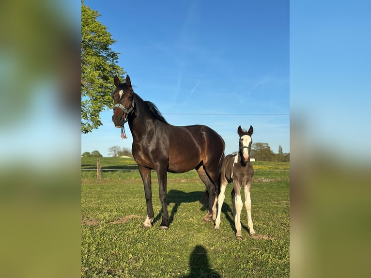 Baroque Pinto Stallion Foal (03/2026) 16.1 hh  in Uelsen