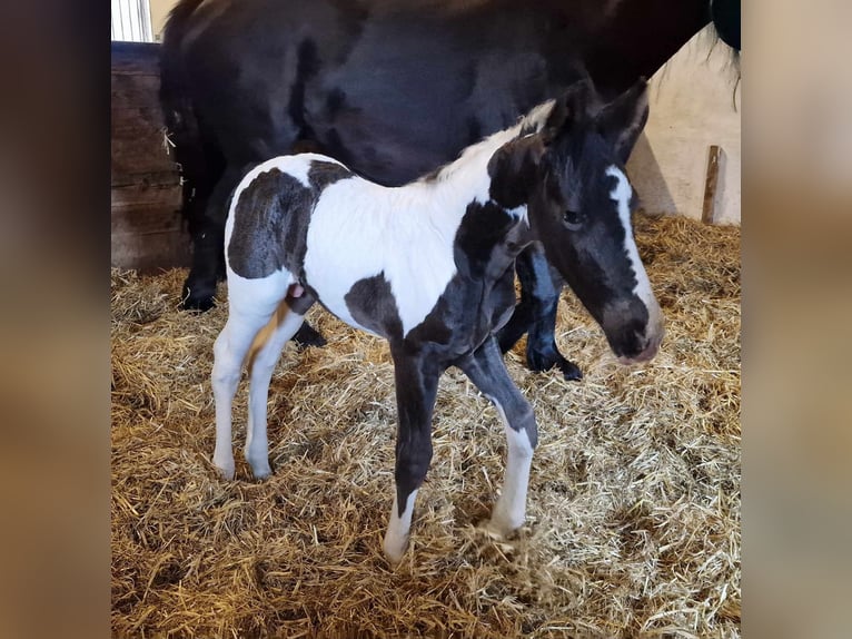 Baroque Pinto Stallion Foal (04/2024) 16,1 hh Tobiano-all-colors in Thyregod, Give