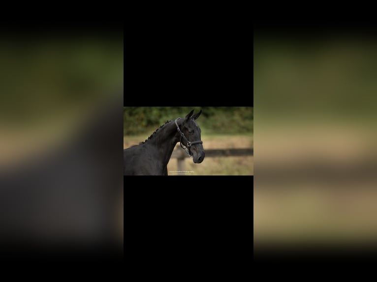 Baroque Pinto Stallion Foal (06/2024) 16,2 hh Black in Zuidwolde