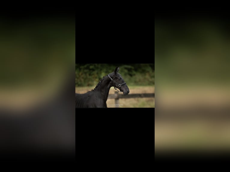 Baroque Pinto Stallion Foal (06/2024) 16,2 hh Black in Zuidwolde