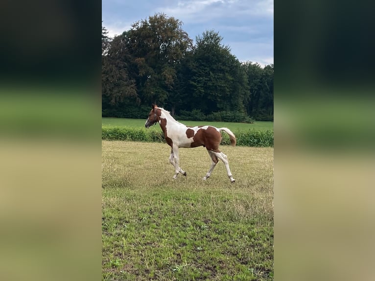 Baroque Pinto Stallion Foal (04/2026) 16.2 hh Pinto in Deurningen