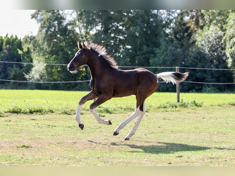 Baroque Pinto Stallion Foal (06/2026) 16.2 hh Pinto in Emmer-Compascuum