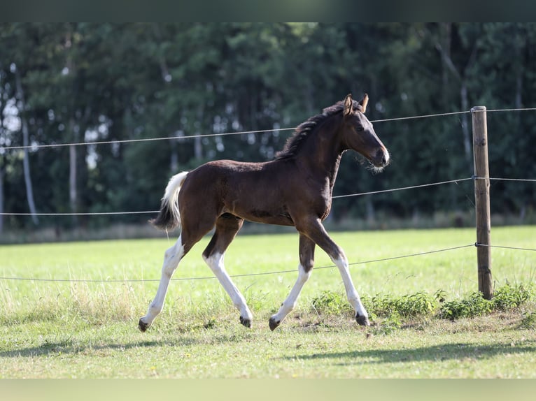 Baroque Pinto Stallion Foal (06/2026) 16.2 hh Pinto in Emmer-Compascuum