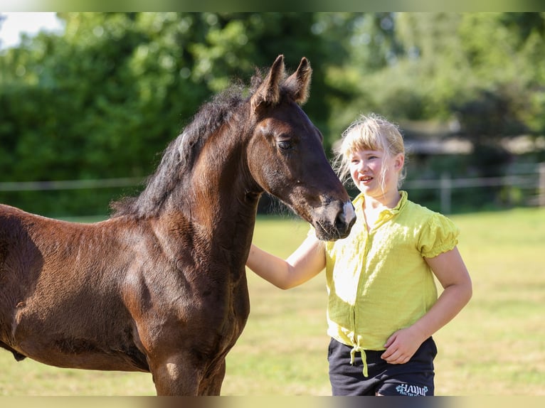 Baroque Pinto Stallion Foal (06/2026) 16.2 hh Pinto in Emmer-Compascuum