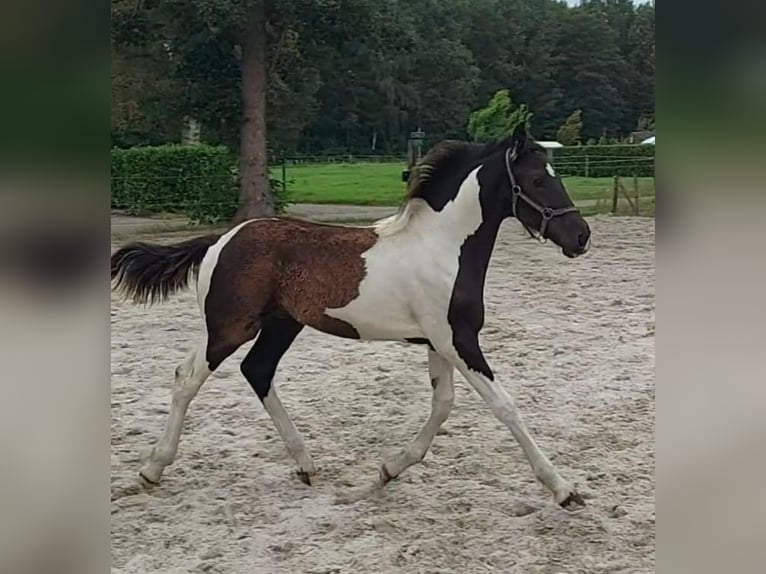 Baroque Pinto Stallion Foal (03/2024) 16,2 hh Pinto in Zandhuizen