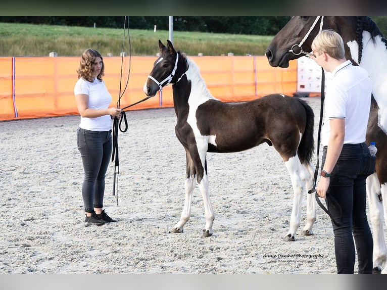 Baroque Pinto Stallion Foal (05/2024) 16,2 hh Tobiano-all-colors in Hengelo