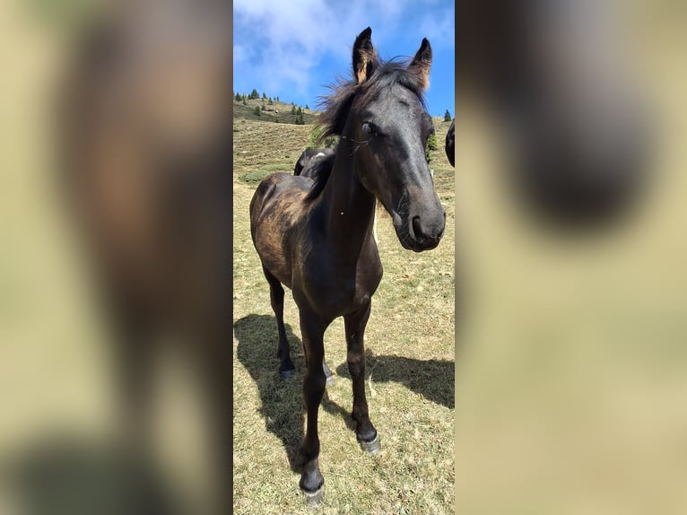Baroque Pinto Stallion Foal (02/2026) 16 hh Black in Gmünd