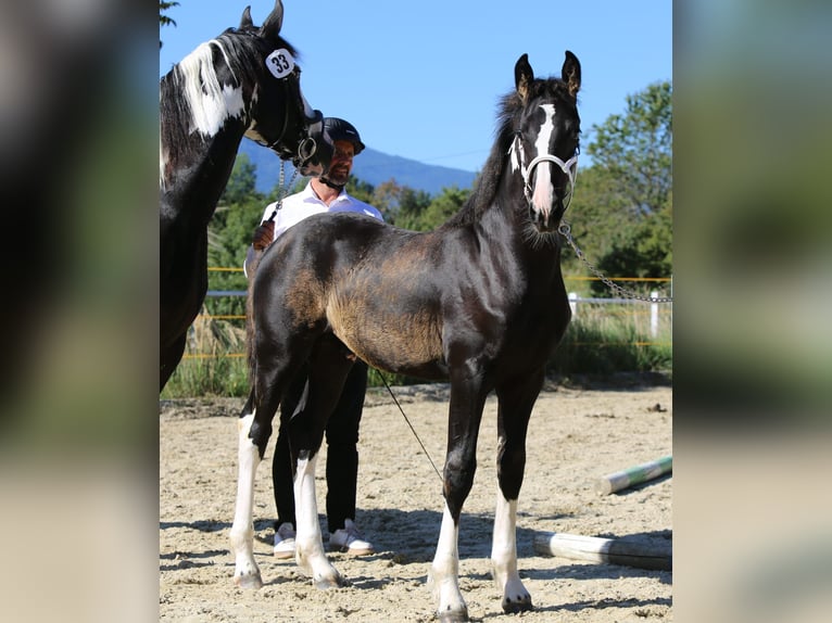 Baroque Pinto Stallion Foal (05/2025) 16 hh Pinto in Lendorf