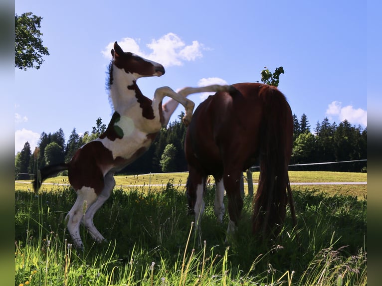 Baroque Pinto Stallion  16 hh Pinto in Lassing