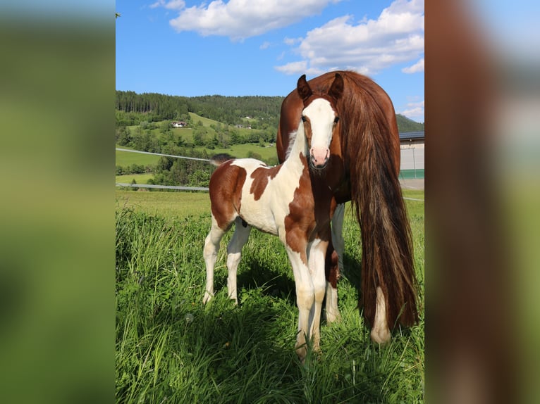 Baroque Pinto Stallion  16 hh Pinto in Lassing
