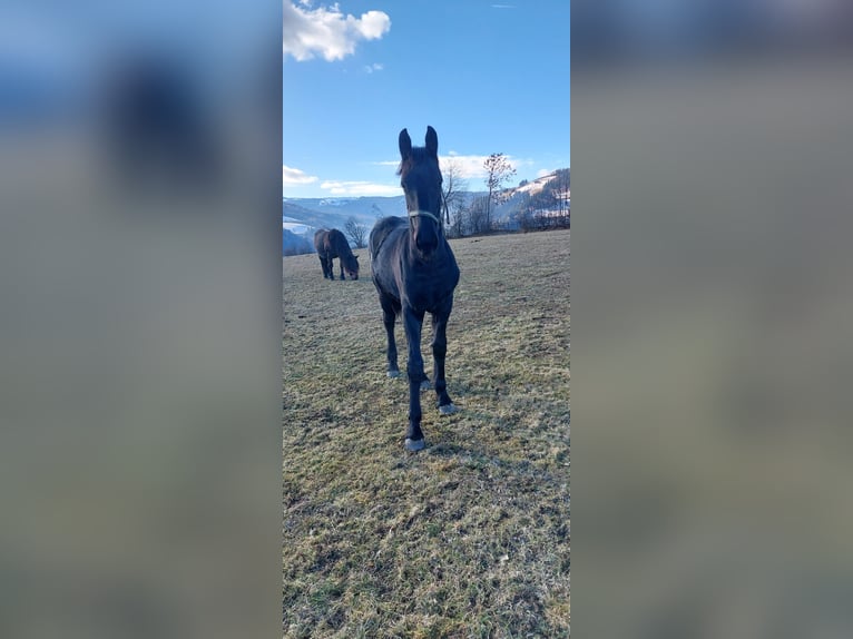 Baroque Pinto Stallion Foal (02/2025) 17 hh Black in Reichenfels