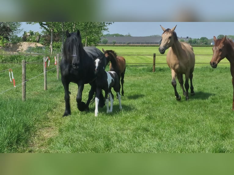Baroque Pinto Stallion Foal (04/2026)  in Rijkevoort-De Walsert