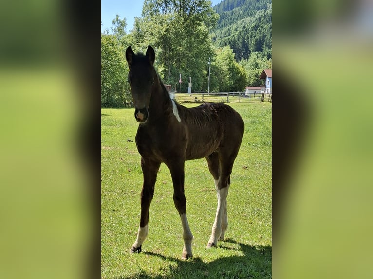 Baroque Pinto Stallion  Pinto in Fischertratten