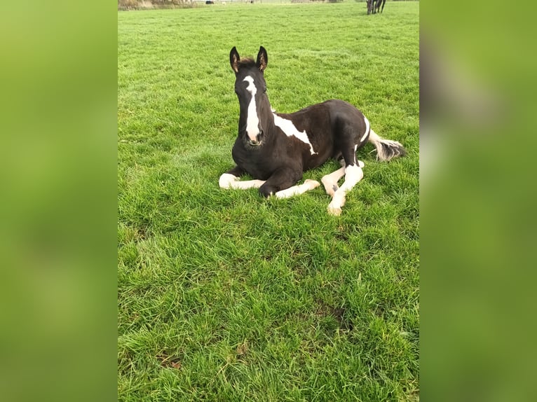 Baroque Pinto Stallion Foal (07/2024) Tobiano-all-colors in Blije