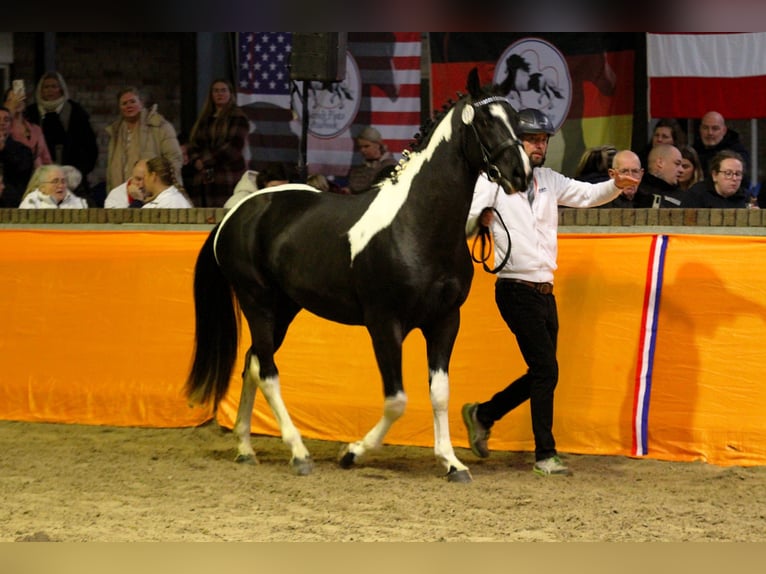 Baroque Pinto Stallion Pinto in Maarssen