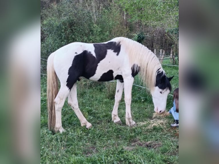 Baroque Pinto Stallion Pinto in Artziniega