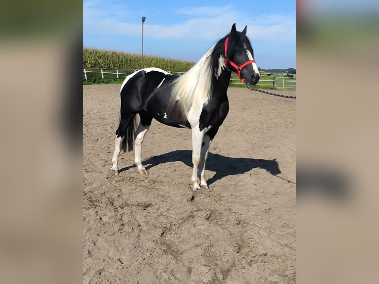 Baroque Pinto Stallion Tobiano-all-colors in Emlichheim