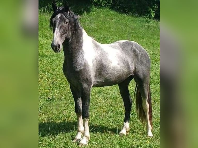 Baroque Pinto Stallion Tobiano-all-colors in Brilon