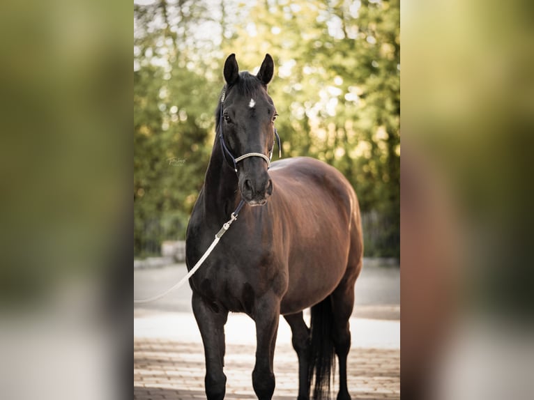Bavarese Castrone 10 Anni 167 cm Baio nero in Zorneding