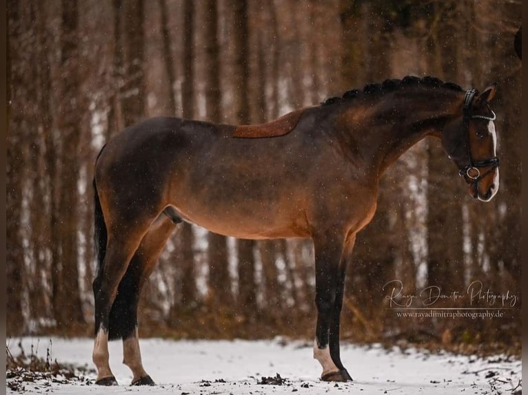 Bavarese Castrone 10 Anni 170 cm Baio in Schlierbach