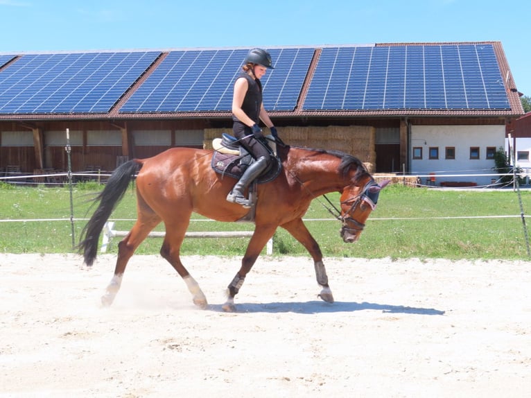 Bavarese Castrone 10 Anni 170 cm Baio in Altötting