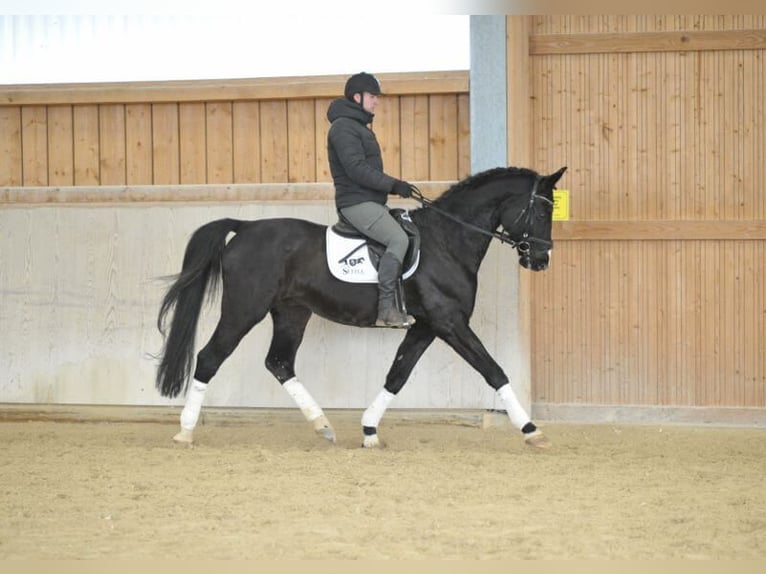 Bavarese Castrone 10 Anni 170 cm Morello in Wellheim