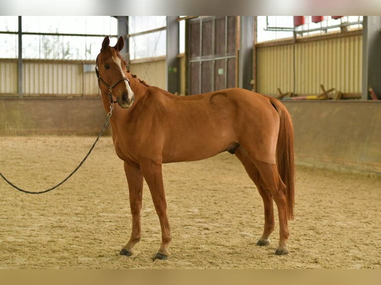 Bavarese Castrone 11 Anni 165 cm Sauro in Geilenkirchen Bavarese Castrone 11 Anni 165 cm Sauro in Geilenkirchen