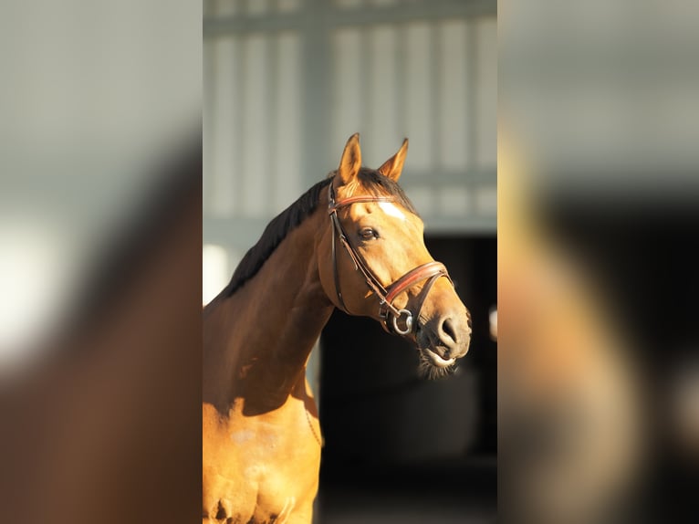 Bavarese Castrone 11 Anni 174 cm Baio in Ehingen an der Donau