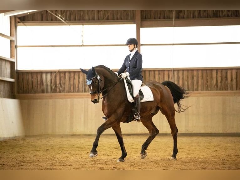 Bavarese Castrone 11 Anni 179 cm Baio in Reuth bei Erbendorf