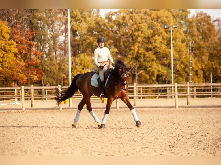 Bavarese Castrone 12 Anni 166 cm Baio in Bielefeld