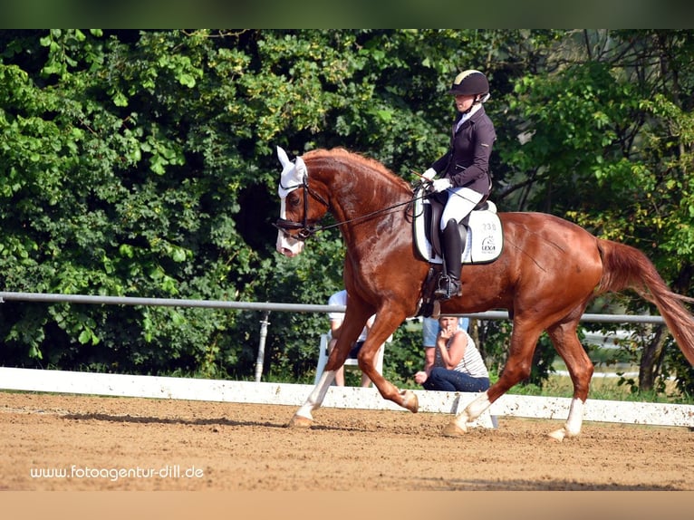 Bavarese Castrone 12 Anni 175 cm Sauro scuro in Hausen