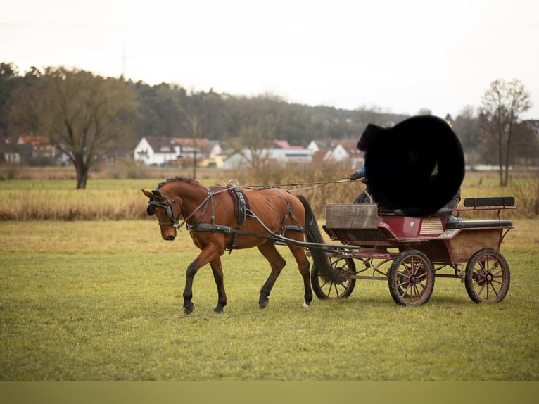 Bavarese Castrone 13 Anni 162 cm Baio in Heßdorf