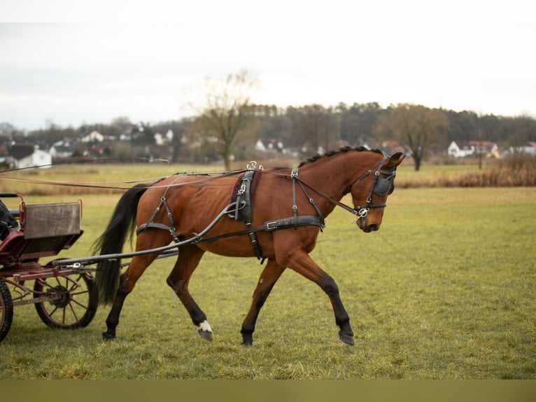 Bavarese Castrone 13 Anni 162 cm Baio in Heßdorf