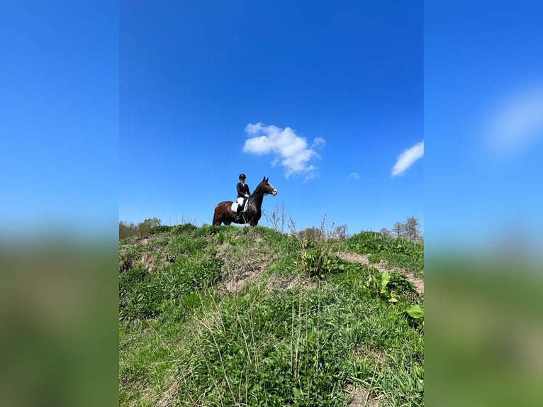 Bavarese Castrone 13 Anni 165 cm Baio in Bleckede