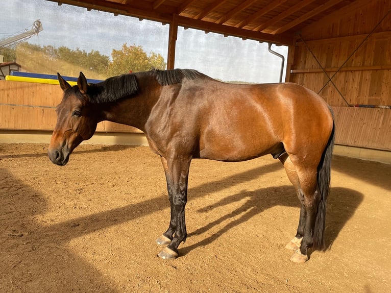 Bavarese Castrone 13 Anni 170 cm Baio in Beratzhausen