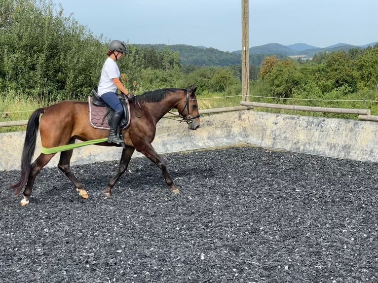 Bavarese Castrone 13 Anni 170 cm Baio in Beratzhausen