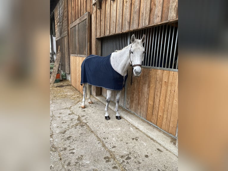 Bavarese Castrone 13 Anni 170 cm Grigio in Mühlheim am Inn