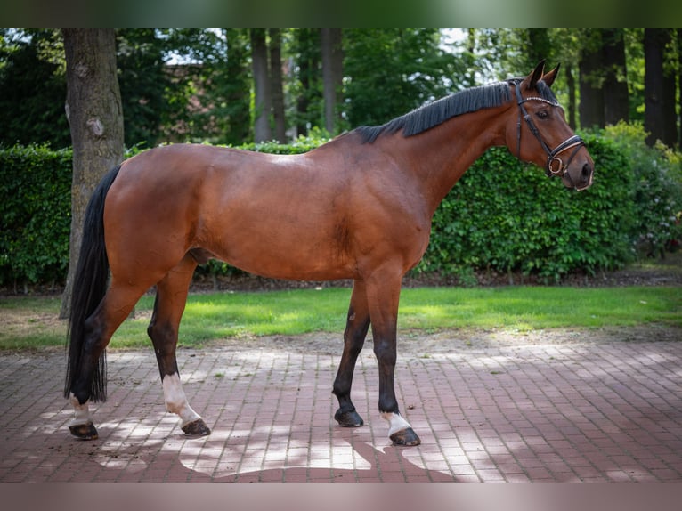 Bavarese Castrone 13 Anni 174 cm Baio in Essen (Oldenburg)