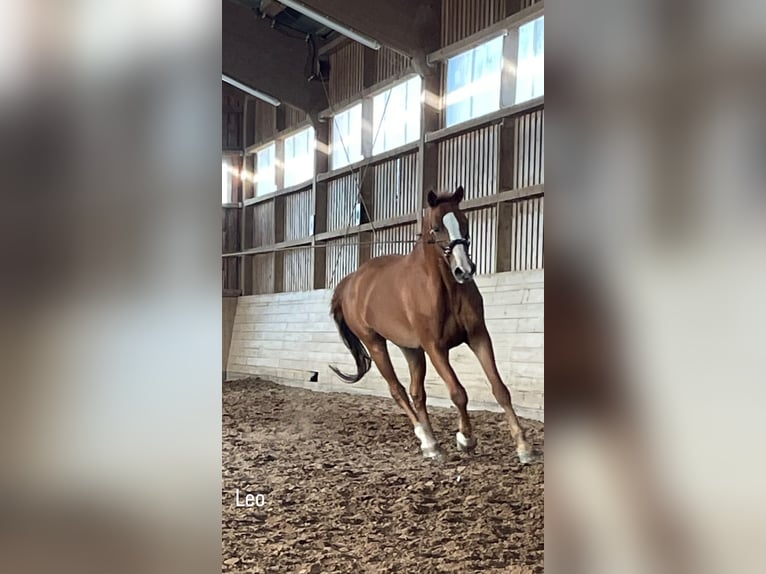 Bavarese Castrone 14 Anni 160 cm Sauro in Itzgrund