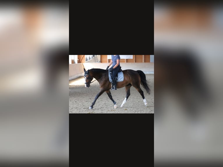 Bavarese Castrone 14 Anni 165 cm Baio scuro in Burgkirchen an der Alz
