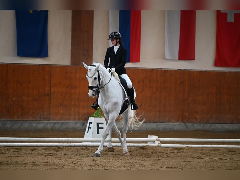 Bavarese Castrone 14 Anni 170 cm Grigio in Ebreichsdorf-COMER-City