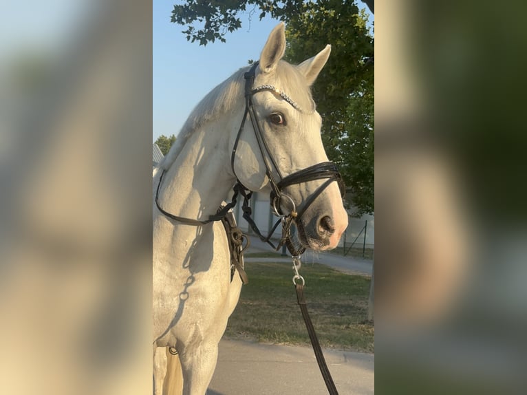 Bavarese Castrone 14 Anni 170 cm Grigio in Ebreichsdorf-COMER-City