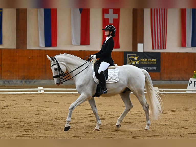 Bavarese Castrone 14 Anni 170 cm Grigio in Ebreichsdorf-COMER-City
